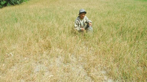 Hạn mặn khiến giá gạo sẽ tiếp tục đứng ở mức cao