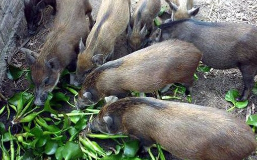 Về danh mục thức ăn chăn nuôi mới ban hành: Lợn sẽ không được ăn bèo?