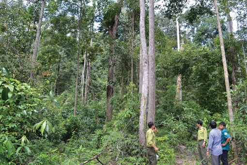 Quỹ Bảo vệ và Phát triển rừng góp phần tích cực vào công cuộc giữ rừng