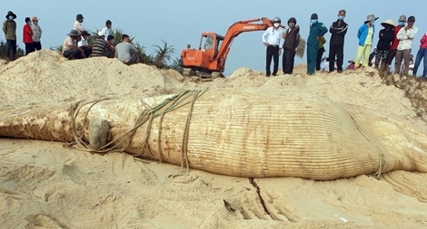 Xác cá voi nặng 4 tấn trôi dạt vào bờ biển Quảng Nam