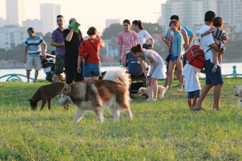 Nhiều người dân Hà Nội vẫn vô tư thả rông chó tại nơi công cộng