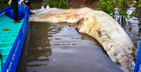 Chôn cất xác cá voi 20 tấn dạt vào vùng biển Cà Mau