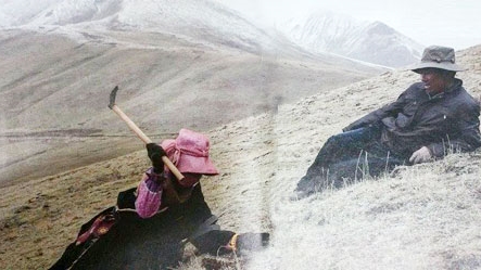 Mùa săn lùng đông trùng hạ thảo trên cao nguyên Tây Tạng