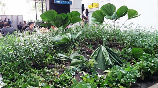 Du khách gặp nạn trong sân bay Tân Sơn Nhất