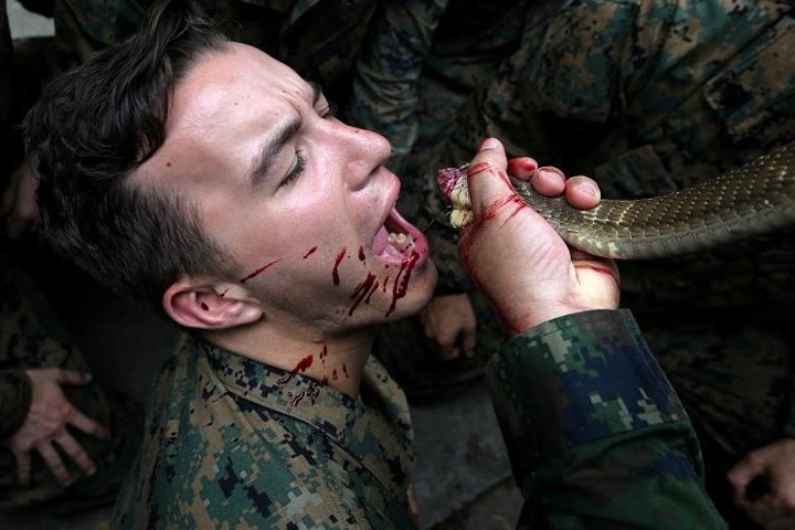 Xem binh sĩ uống máu rắn, ăn thịt sống tại tập trận Hổ mang Vàng