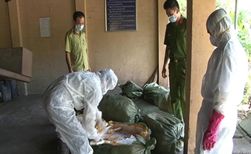 Hãi hùng với gần 1 tấn nầm lợn bẩn đang "nhập khẩu" Việt Nam
