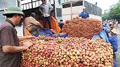 Mỗi ngày xuất khẩu 300-400 tấn vải tươi sang Trung Quốc