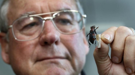 Phá án giết người hàng loạt nhờ côn trùng