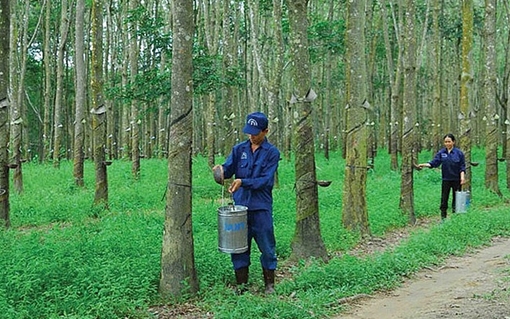 Bình Dương thu hồi hơn 340ha đất trồng cây cao su