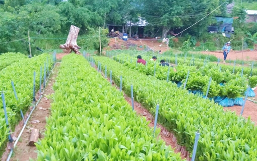 Nhiều cách làm hay  đưa người chấp hành xong án phạt tù hòa nhập cộng đồng