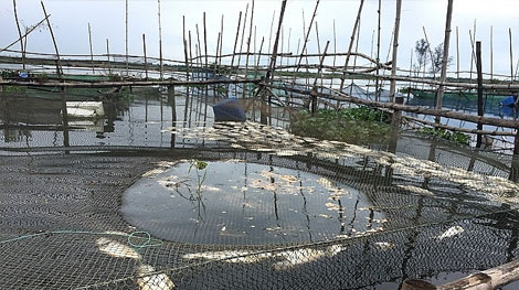 Gần 40 tấn cá nuôi lồng trên sông Đại Giang bị chết