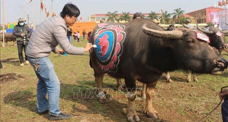 Độc đáo Hội thi vẽ trang trí trâu Lễ hội Tịch điền Đọi Sơn