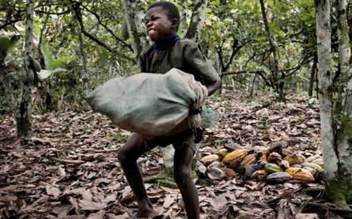 Cacao dùng làm sôcôla thấm mồ hôi hàng trăm ngàn trẻ em châu Phi