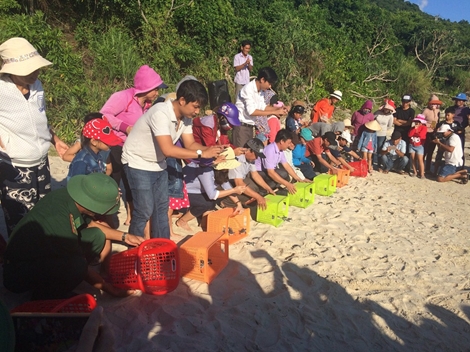 Bảo vệ và phát triển bền vững các loài rùa biển nguy cấp của Việt Nam