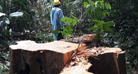 Giữ rừng tự nhiên là bảo vệ cuộc sống an toàn trước thiên tai