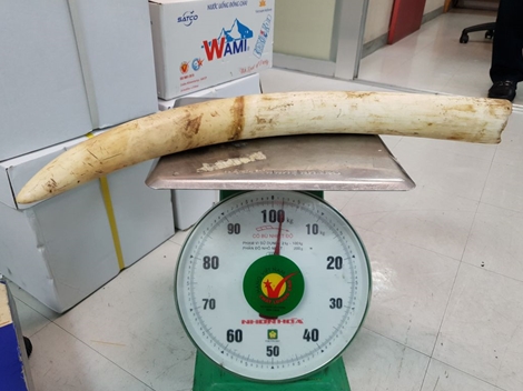 Vận chuyển ngà voi và trầm hương qua đường hàng không