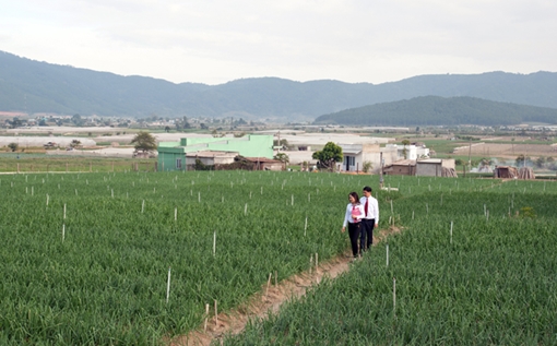 Agribank tích cực hỗ trợ người nông dân trồng hồ tiêu