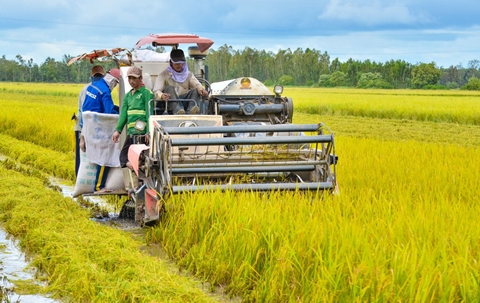 'Lúa gạo là ngành hàng rủi ro, cần giảm nửa triệu ha đất lúa'